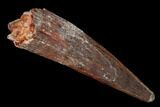 Fossil Pterosaur (Siroccopteryx) Tooth - Morocco #167127-1